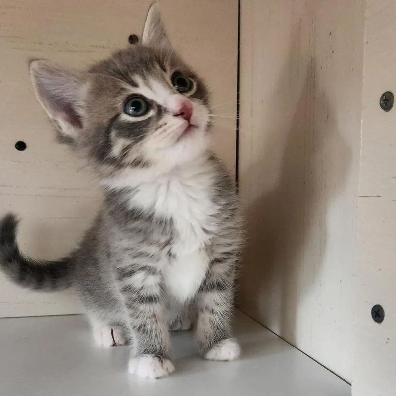 Primrose In Nokesville  thumbnail 2