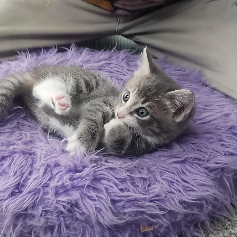 Primrose In Nokesville  thumbnail 3