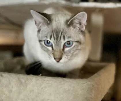 Tuki