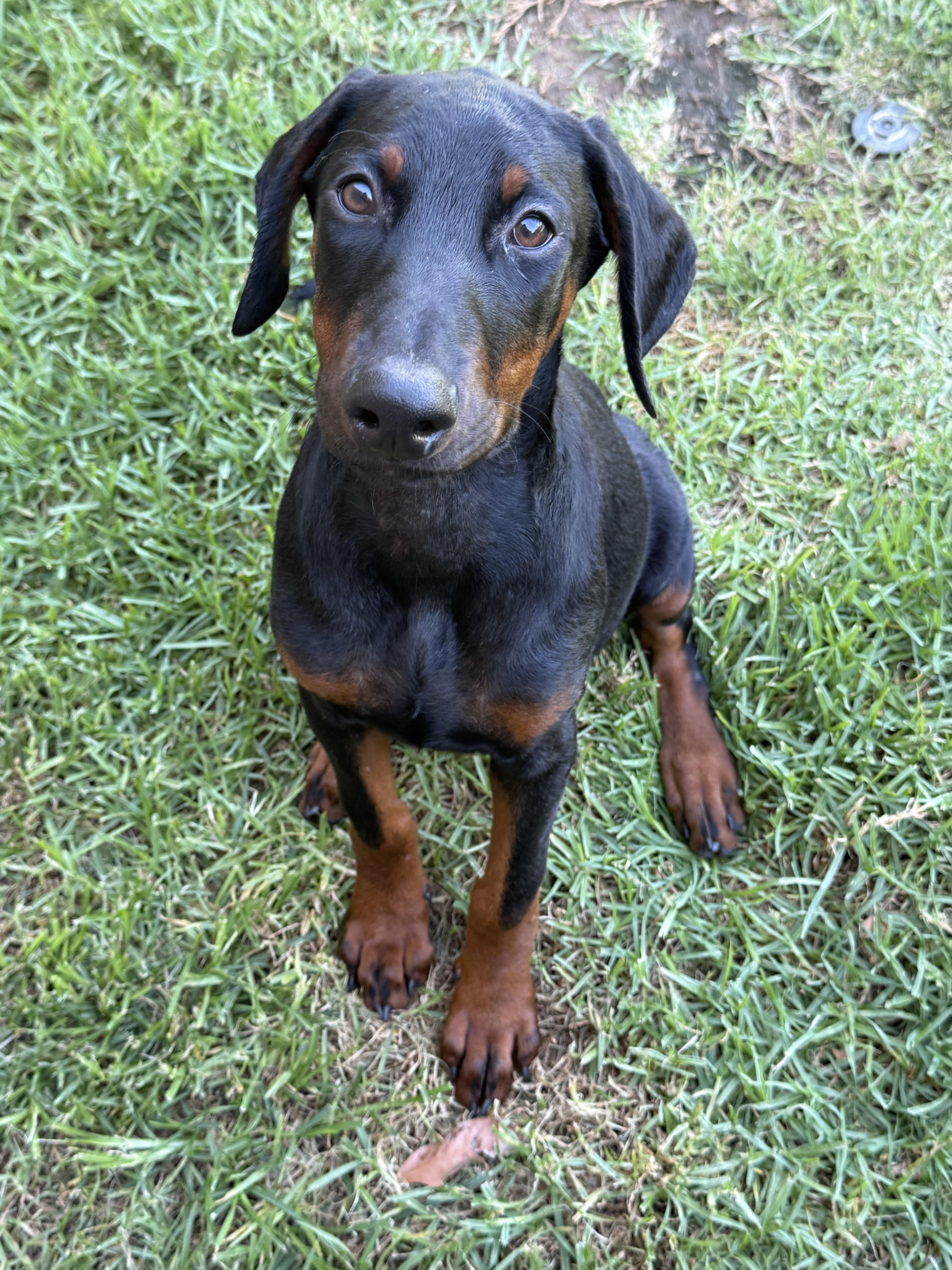 Zuma