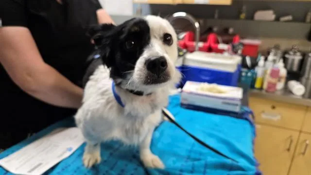 An adult medium-sized male Border Collie dog named A for adoption in Riverside, CA
