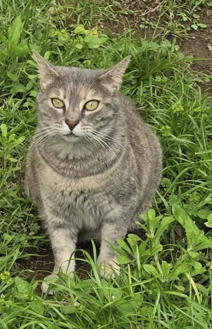 An adult medium-sized female Domestic Medium Hair cat named Baby for adoption in Fairhope, AL