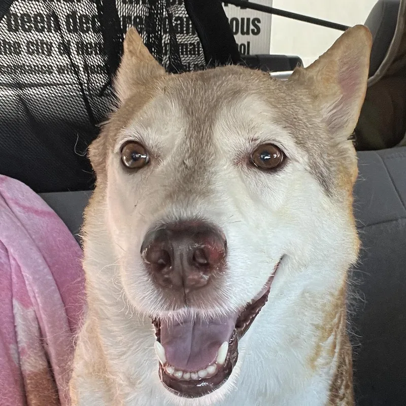 A senior large-sized female Gray / Blue / Silver Husky dog named Chandler for adoption in Henderson, NV