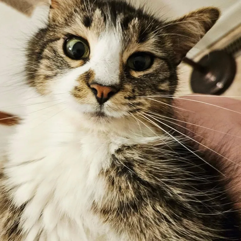 Valentina thumbnail 3