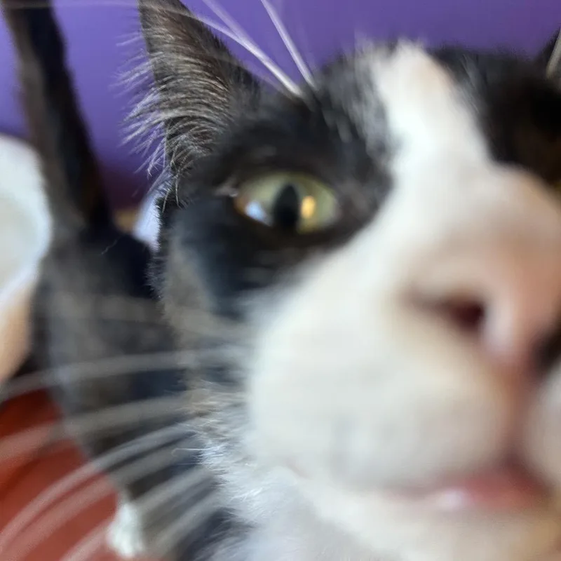 An adult medium-sized male Black Domestic Short Hair cat named Tuning Fork Carlsbad for adoption in Denver, CO