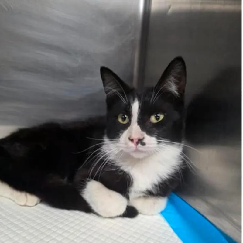 Tuning Fork Carlsbad thumbnail 2