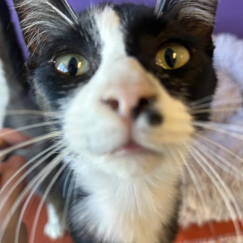 Tuning Fork Carlsbad thumbnail 3