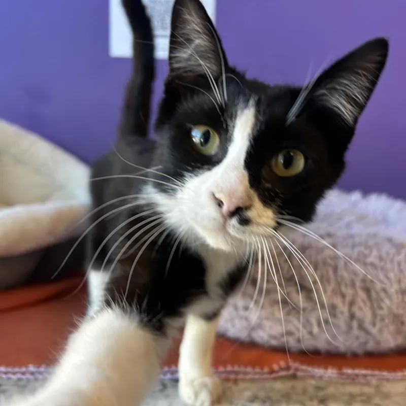 Tuning Fork Carlsbad thumbnail 4