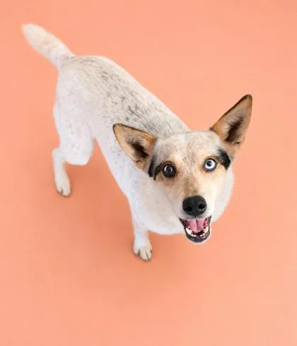 An adult medium-sized female Cattle Dog dog named Caramel~ Lbs! for adoption in Bowling Green, KY