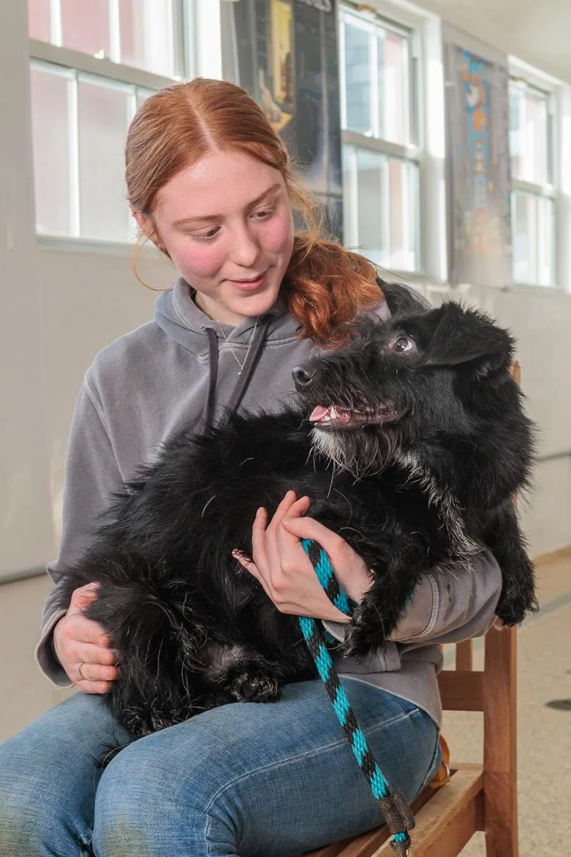 A baby medium-sized female Goldendoodle dog named Mercy Jane for adoption in Chester Springs, PA