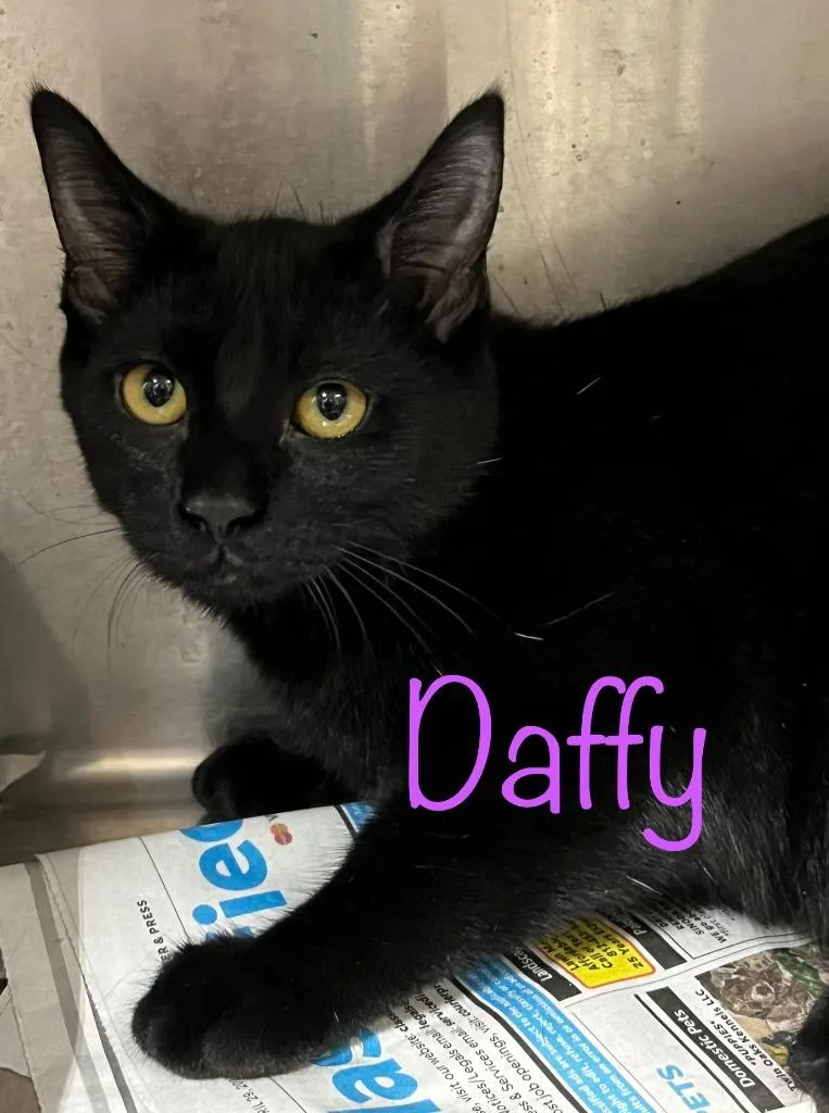 A baby small-sized female Domestic Short Hair cat named Daffy for adoption in Princeton, IN
