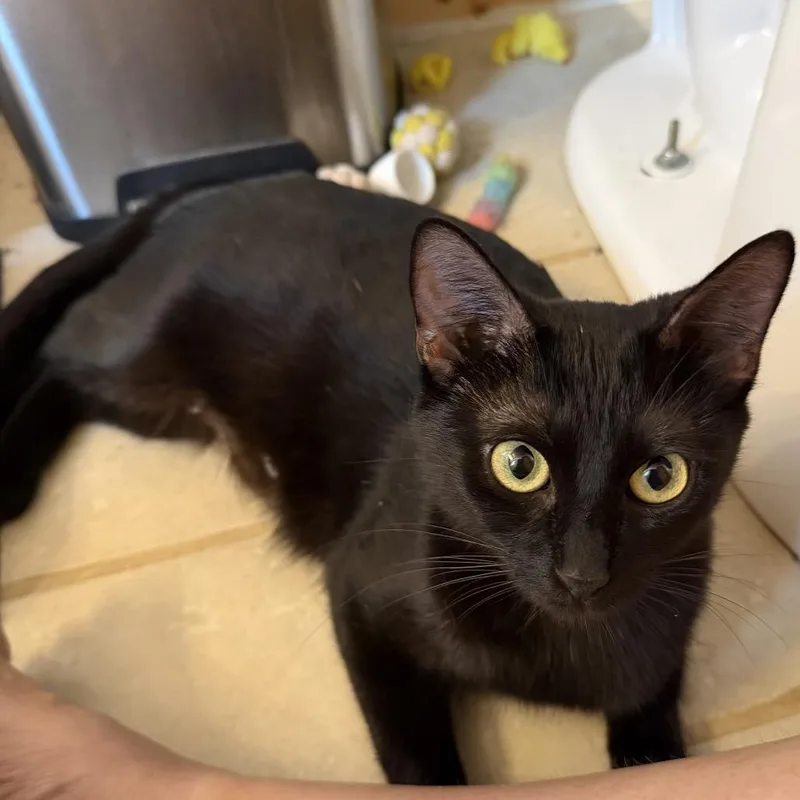 A young small-sized female Black Domestic Short Hair cat named Tabitha for adoption in Denison, TX