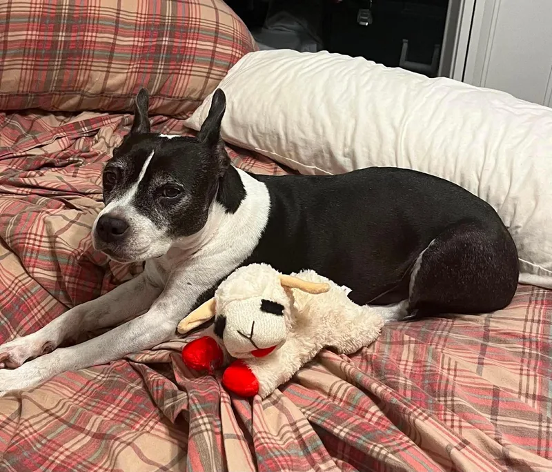 A senior medium-sized female Mixed Breed dog named Stella for adoption in New Smyrna Beach, FL