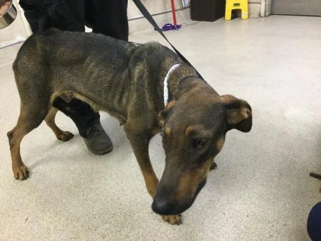 An adult large-sized female Doberman Pinscher dog named Flower for adoption in Riverside, CA