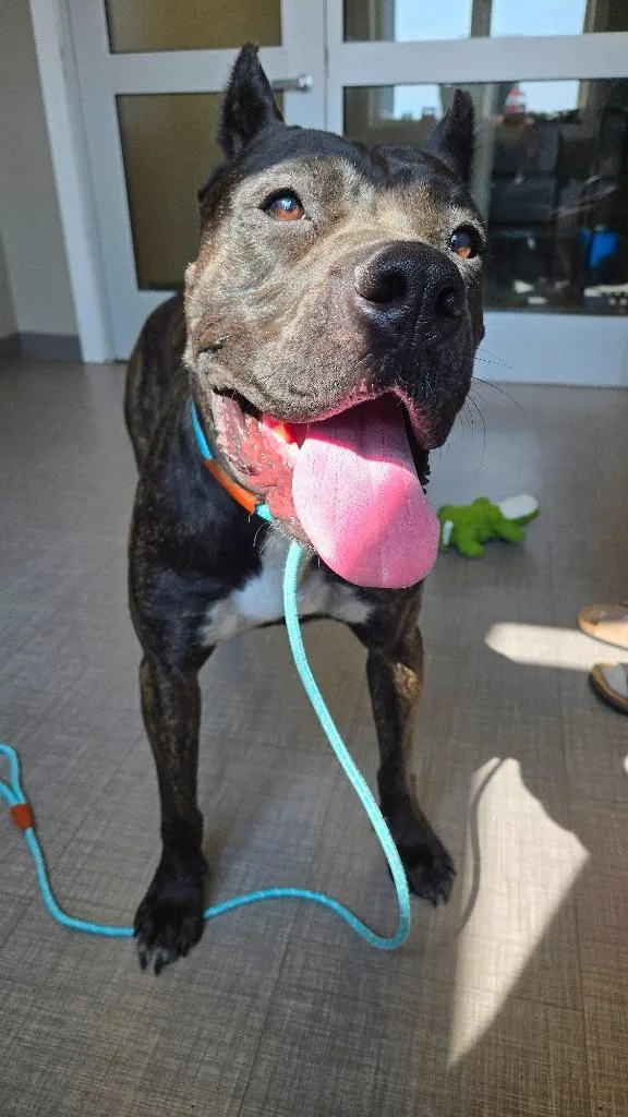 A young large-sized female Cane Corso dog named Carmen Yrly for adoption in Sidney, OH