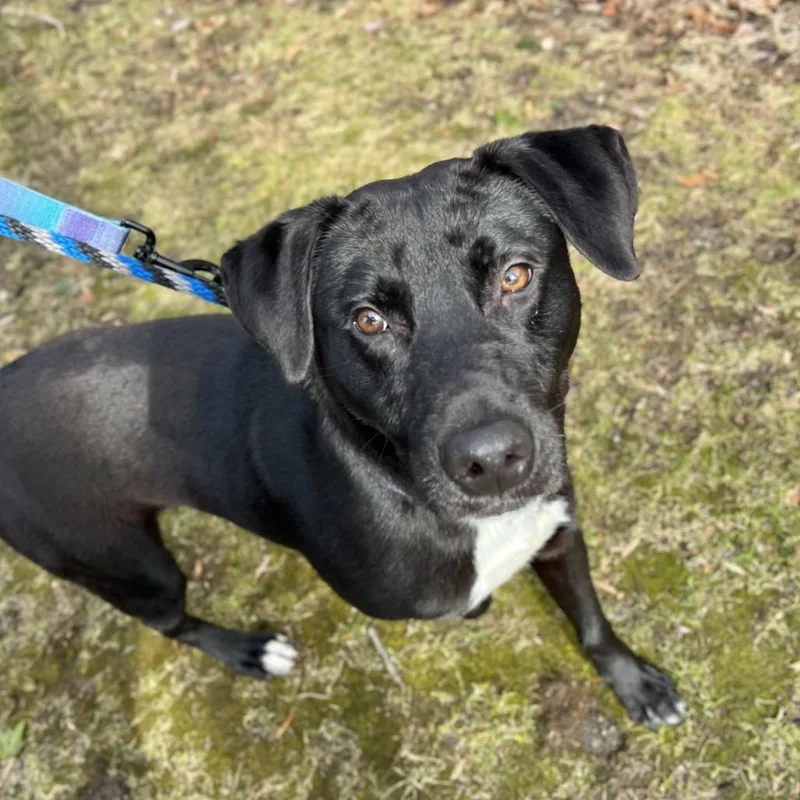 A young medium-sized male Black Mixed Breed dog named Duke for adoption in Westhampton, NY