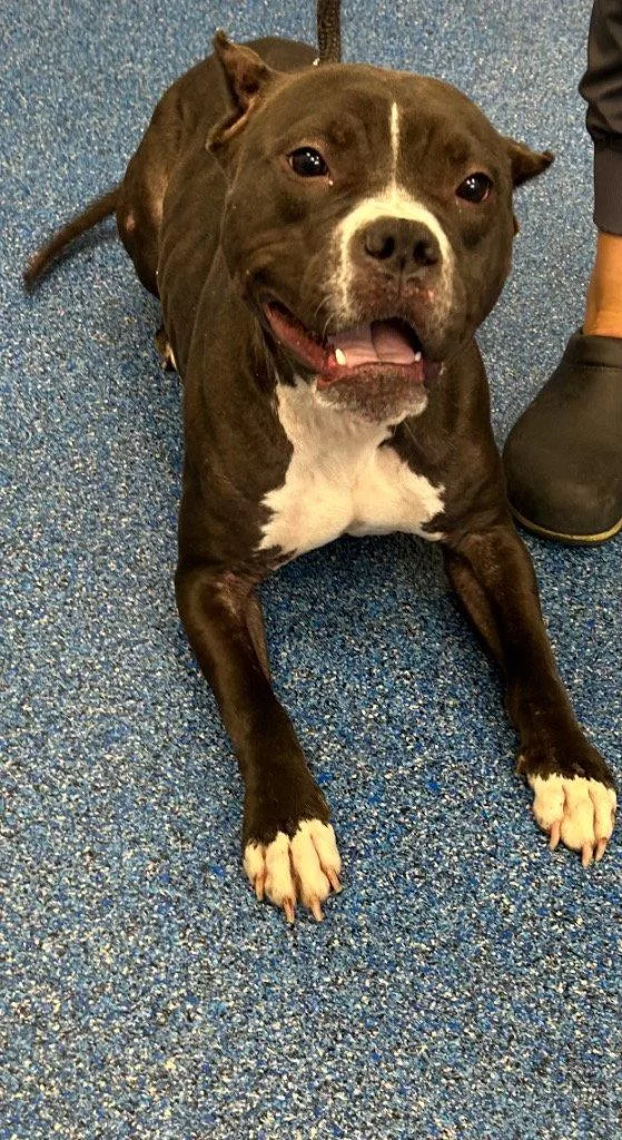 An adult medium-sized female Pit Bull Terrier dog named Coaley for adoption in Tarboro, NC