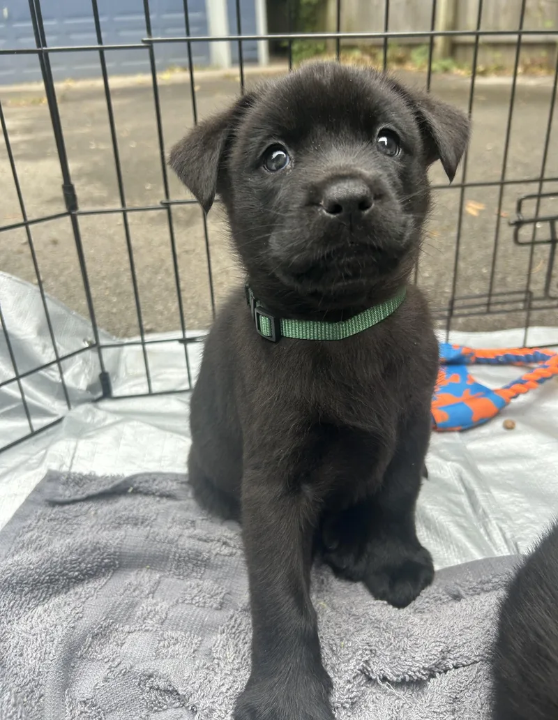 A baby large-sized male Black Labrador Retriever dog named Gus & Beans for adoption in Buffalo, NY