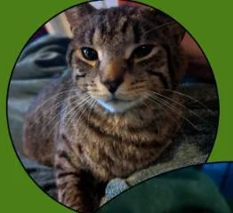 A young large-sized male Tabby (Brown / Chocolate) Domestic Short Hair cat named Squint Eastwood for adoption in Rochester, NY