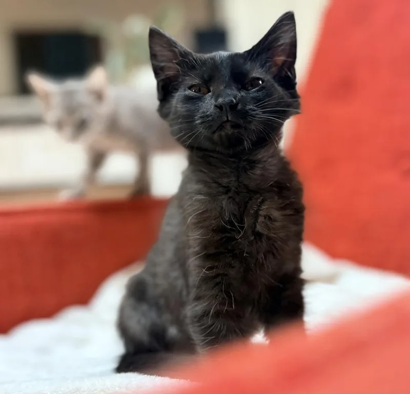 A baby small-sized female Black Domestic Medium Hair cat named Spritz for adoption in Lake Wylie, SC