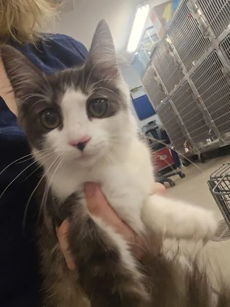 A young small-sized female Domestic Medium Hair cat named Cutie for adoption in Millersville, MD