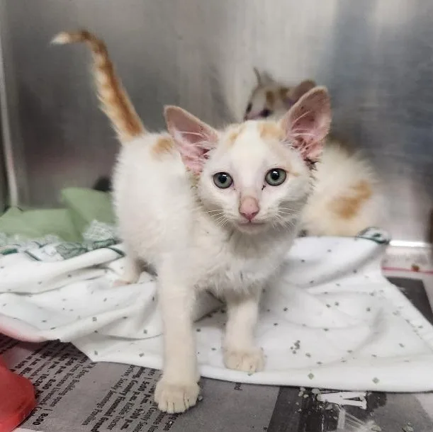A baby medium-sized male White Domestic Short Hair cat named Ilya for adoption in Benld, IL