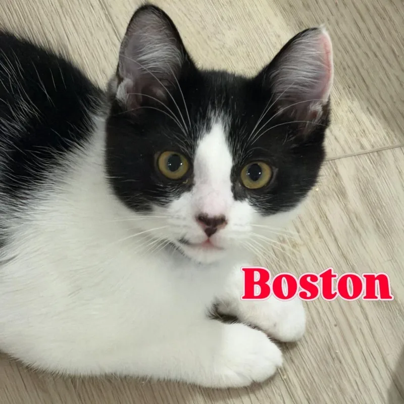 A young medium-sized female Black Domestic Short Hair cat named Boston Silverman for adoption in Eagle Mountain, UT