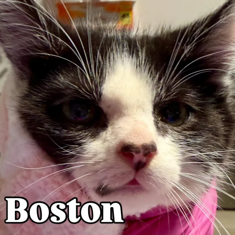 Boston Silverman thumbnail 2