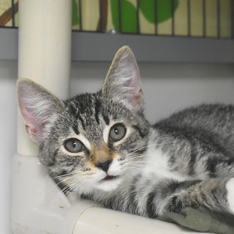 A baby medium-sized female Domestic Short Hair cat named Pearl for adoption in Saint Petersburg, FL