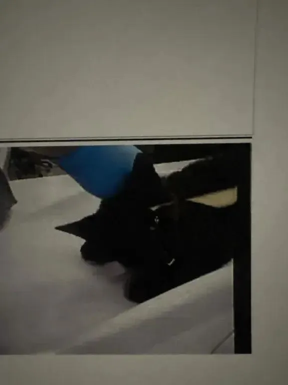A baby small-sized female Black Domestic Short Hair cat named Angelina for adoption in Grand Rapids, MI