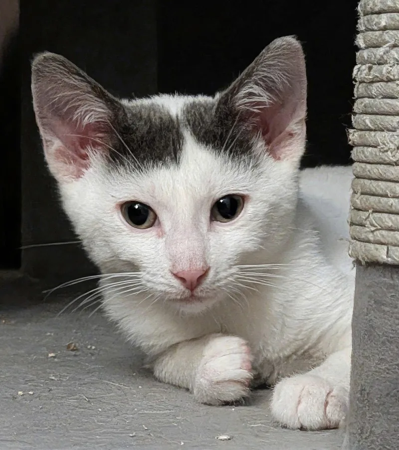 A baby medium-sized female Gray & White Domestic Short Hair cat named Onyx for adoption in Trenton, NJ