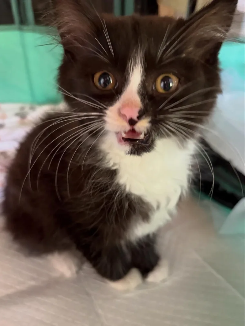 A baby small-sized male Black & White / Tuxedo Domestic Long Hair cat named Ghost Pepper for adoption in LITTLE MOUNTAIN, SC