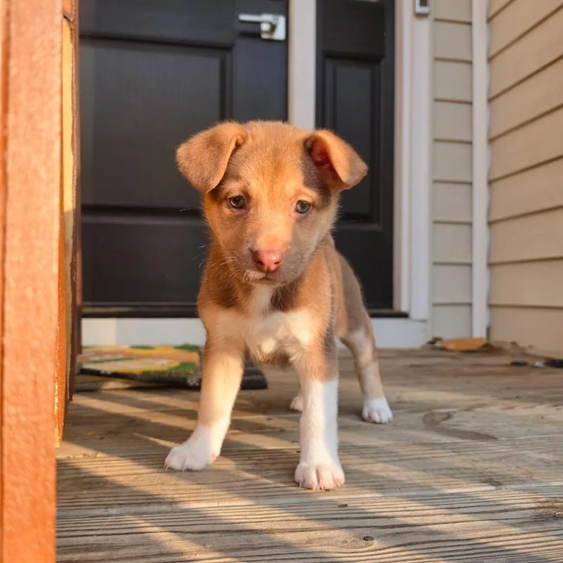 A baby small-sized female Brown / Chocolate Mixed Breed dog named Annamoa for adoption in Fredericksburg, VA