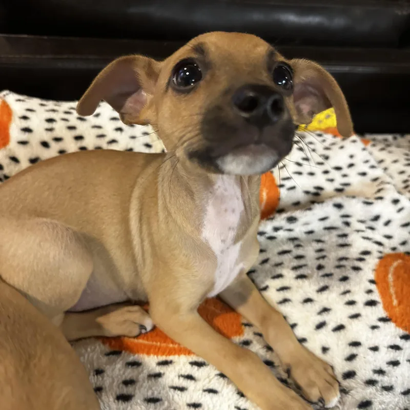A baby small-sized male Yellow / Tan / Blond / Fawn Chiweenie dog named Pippin for adoption in Gilbert, AZ