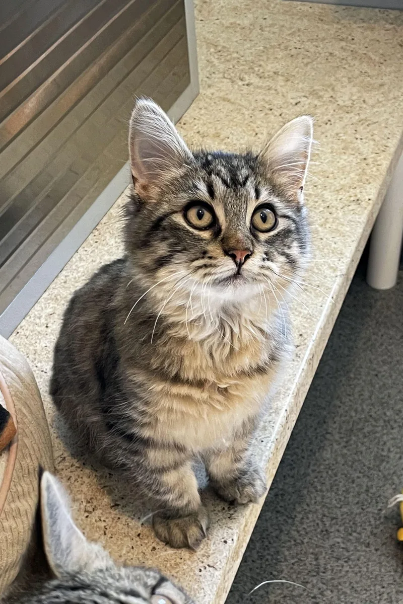 A baby medium-sized male Tabby (Brown / Chocolate) Domestic Medium Hair cat named Hercules for adoption in Lincoln, NE