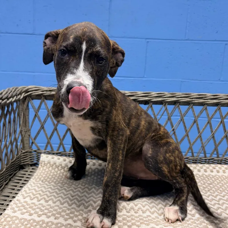 A baby small-sized female Brown / Chocolate Hound dog named Miley for adoption in Belleville, IL