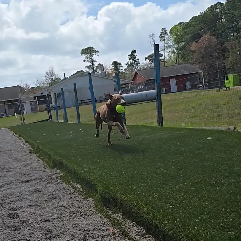 An adult medium-sized female Yellow / Tan / Blond / Fawn Pit Bull Terrier dog named Ivy for adoption in Newport, NC