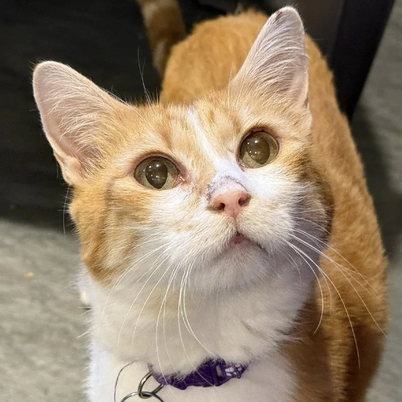 A senior large-sized female Orange / Red Domestic Short Hair cat named Neytiri for adoption in Tucson, AZ
