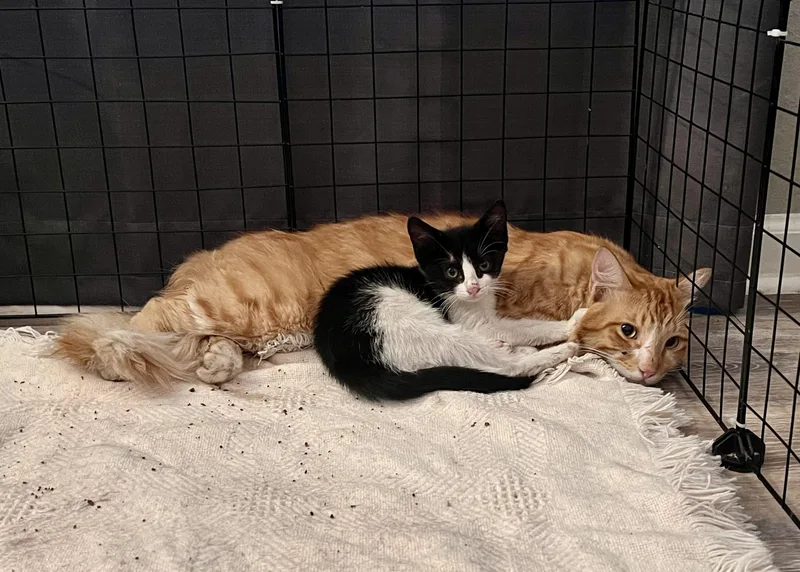 A young medium-sized male Domestic Medium Hair cat named Big Mac & McFlurry for adoption in Randolph, AL
