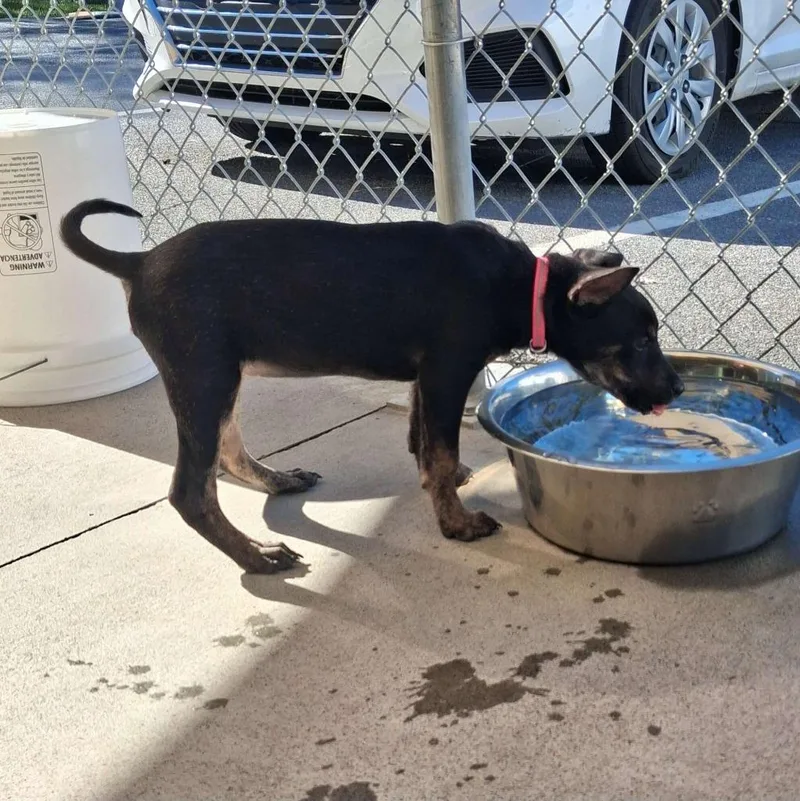 A baby large-sized female Terrier dog named Louise for adoption in Blountville, TN