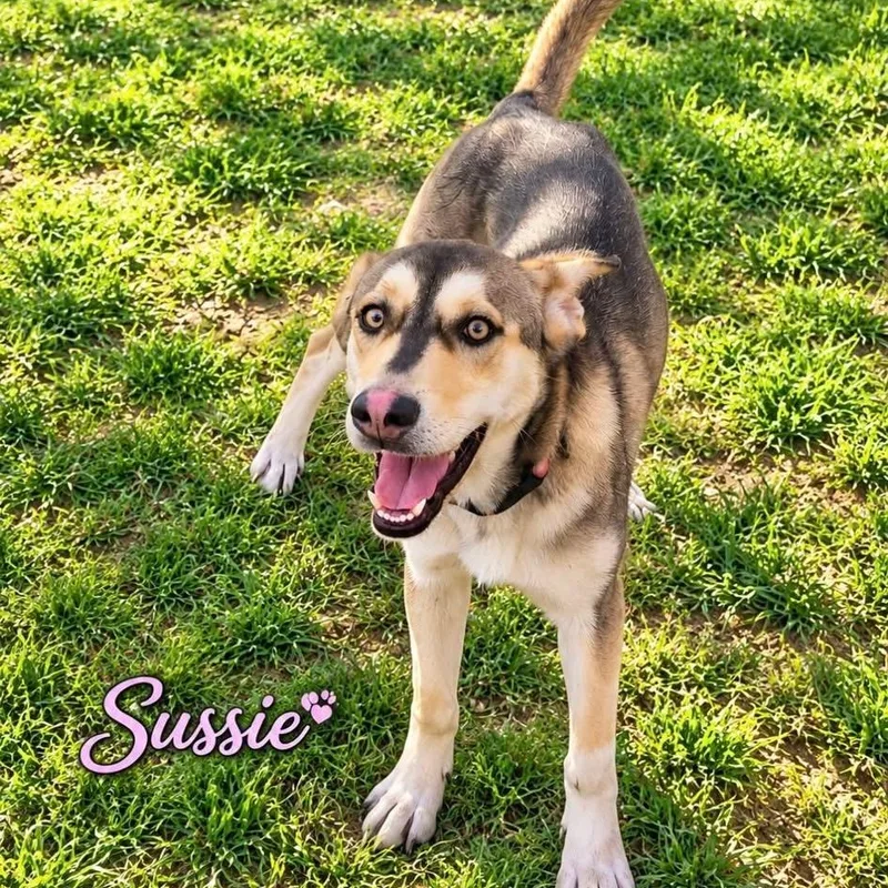 A young medium-sized female Shepherd dog named Sussie for adoption in Brewton, AL
