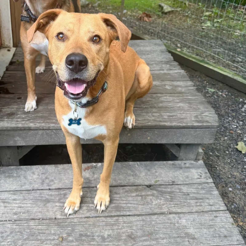 An adult large-sized male Boxer dog named Rui for adoption in Harrisonburg, VA