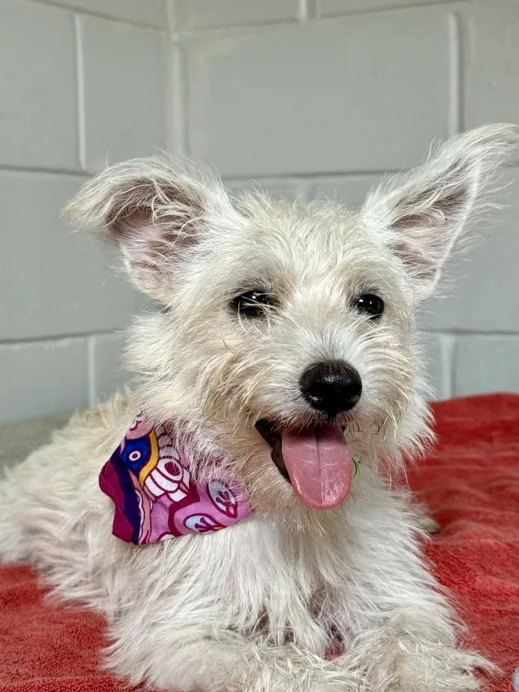 A young small-sized female White / Cream Terrier dog named Flora for adoption in San Leon, TX