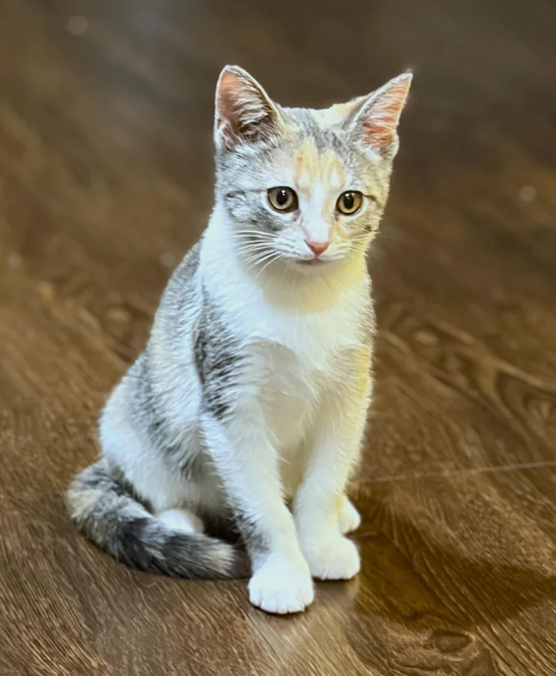 A baby medium-sized female Dilute Calico cat named Arsinoe for adoption in New Albany, OH