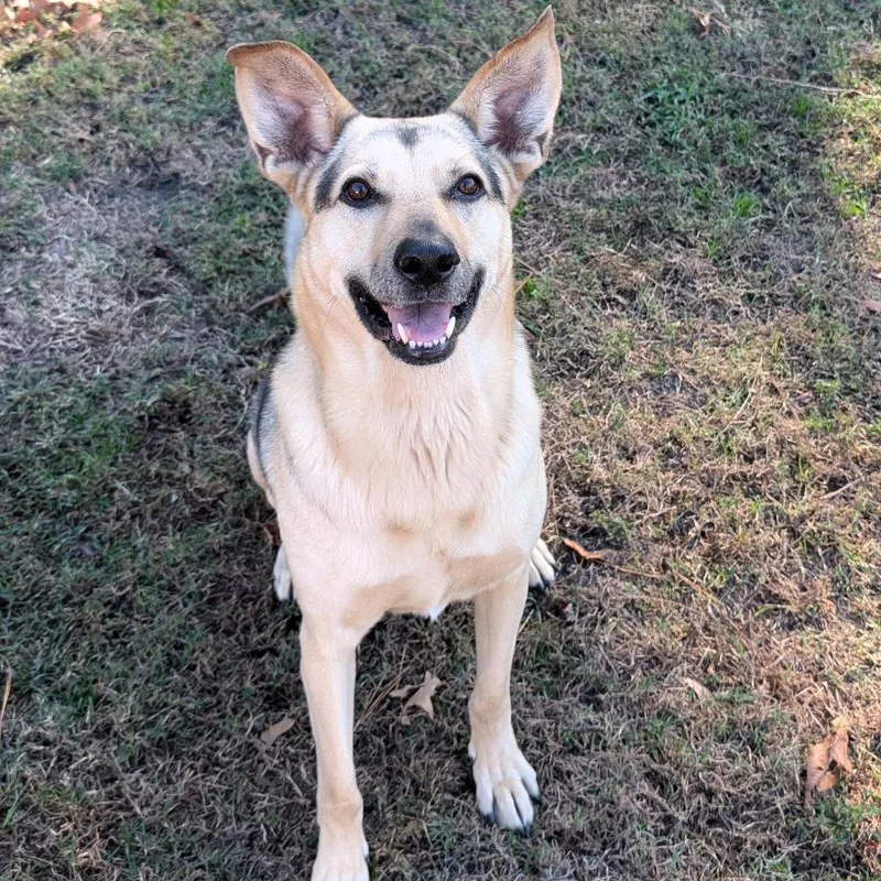 A senior large-sized male Black Shepherd dog named Bb for adoption in Blairsville, GA