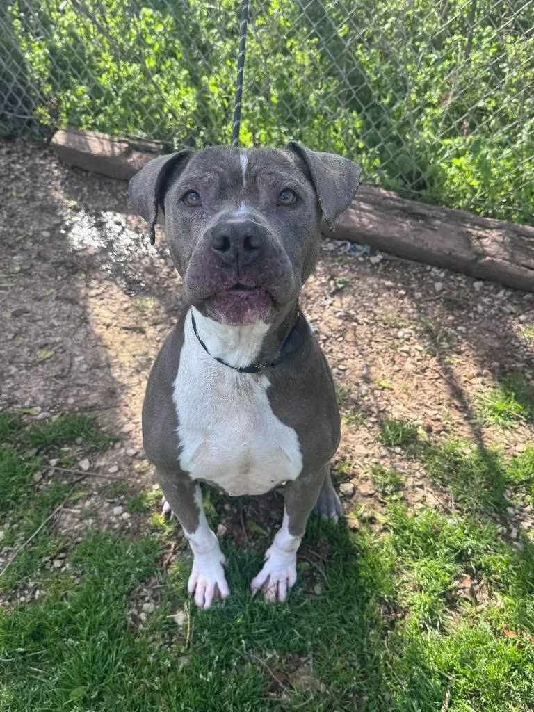 A senior medium-sized female Pit Bull Terrier dog named Xena for adoption in Russellville, KY