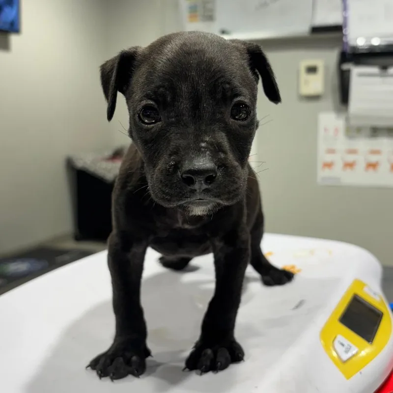 A baby medium-sized male Black Labrador Retriever dog named Stack for adoption in Tampa, FL