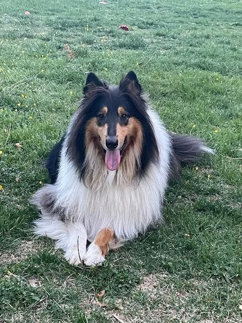 An adult large-sized male Collie dog named Kazuki for adoption in Chantilly, VA