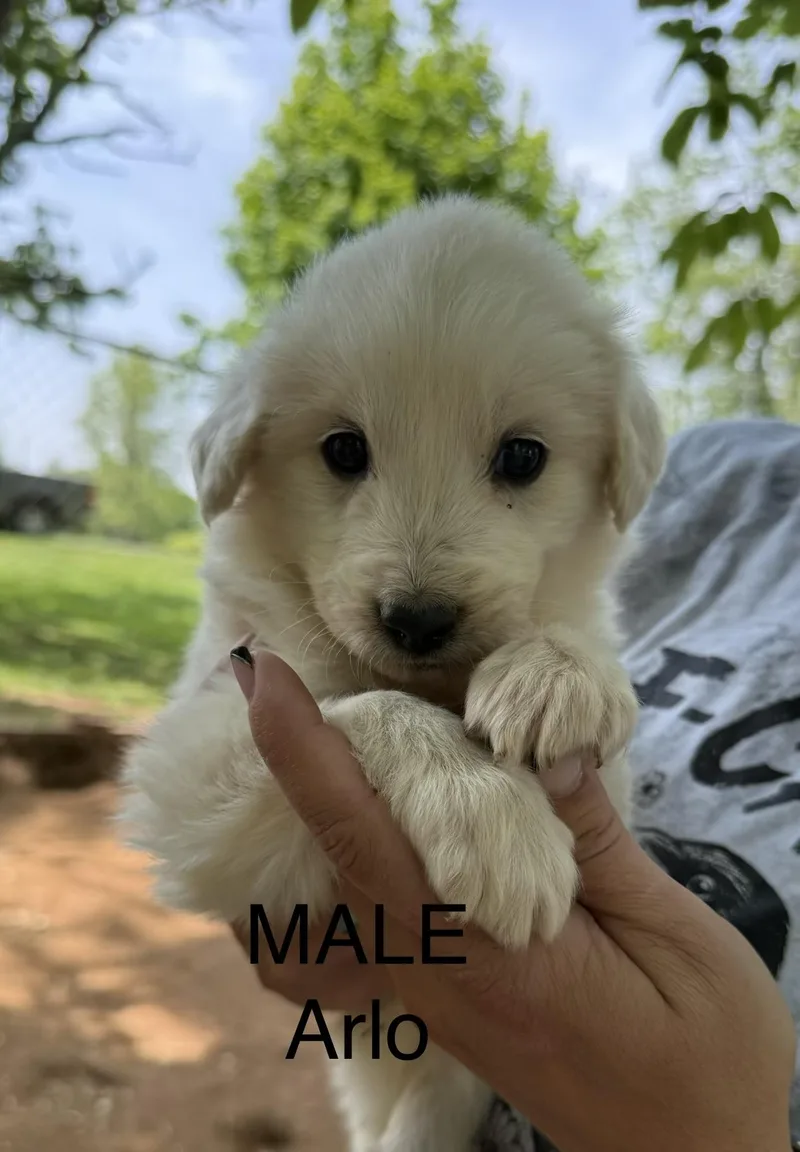 Arlo