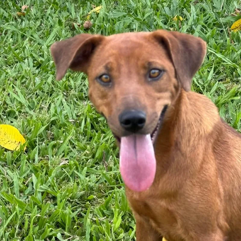An adult medium-sized female Red / Chestnut / Orange Mixed Breed dog named Isabella for adoption in Conway, NH